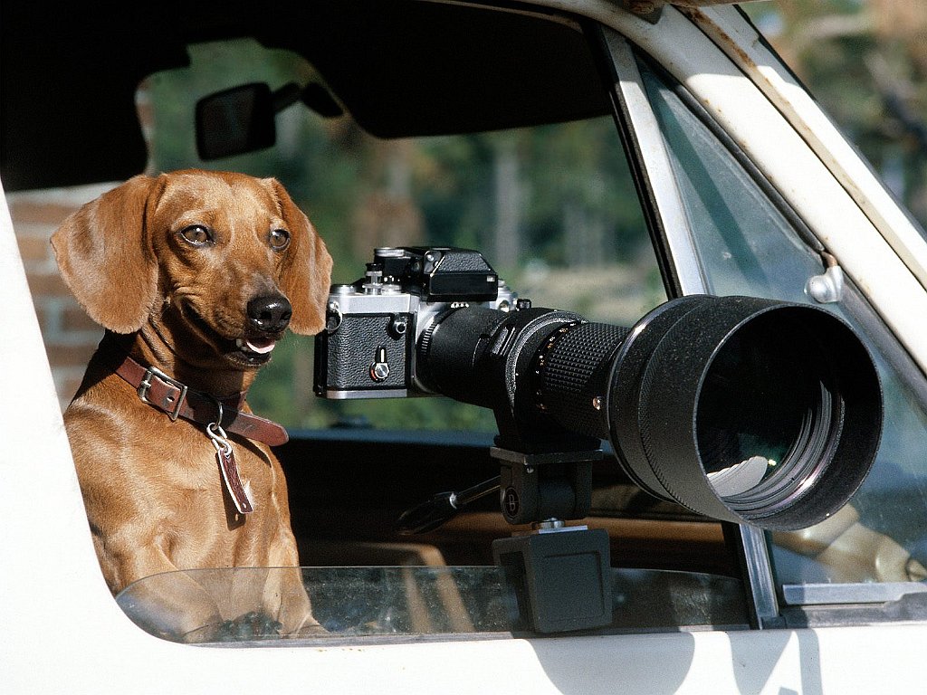 Smile! You're on Canine Camera